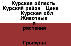Курская область, Курский район › Цена ­ 700 - Курская обл. Животные и растения » Грызуны и Рептилии   